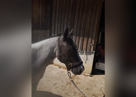 American Paint Horse, Stute, 3 Jahre, 145 cm, Roan-Blue