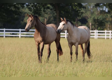 American Paint Horse Mix, Stute, 3 Jahre, 155 cm, Buckskin