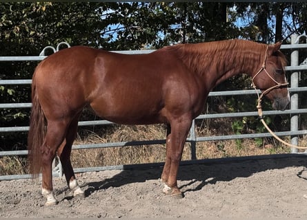 American Paint Horse, Stute, 3 Jahre, Fuchs