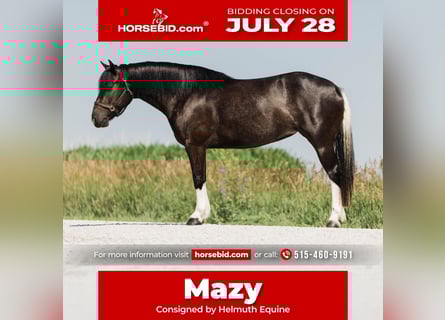 American Paint Horse Mix, Stute, 4 Jahre, 145 cm, Schecke