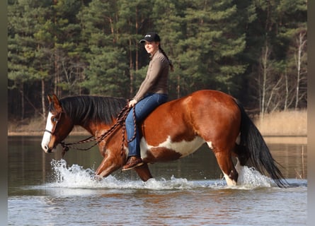 American Paint Horse Mix, Stute, 4 Jahre, 155 cm, Tobiano-alle-Farben