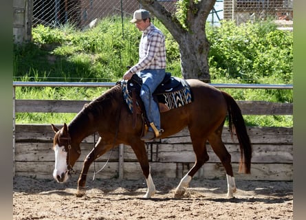American Paint Horse, Stute, 5 Jahre, Fuchs