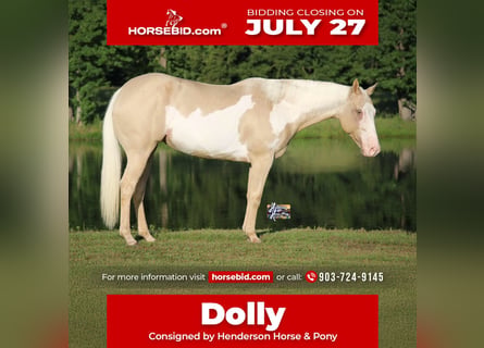American Paint Horse, Stute, 6 Jahre, 152 cm