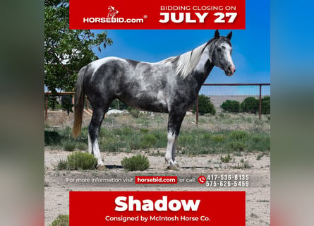 American Paint Horse, Stute, 7 Jahre, 152 cm, Schecke
