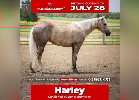 American Paint Horse, Stute, 8 Jahre, 142 cm, Palomino