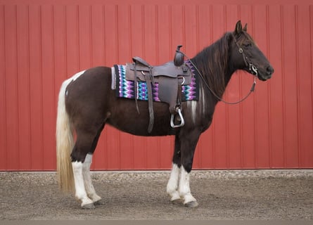 American Paint Horse, Stute, 8 Jahre, 147 cm, Tobiano-alle-Farben