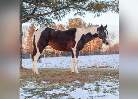 American Paint Horse, Stute, 8 Jahre, 147 cm, Tobiano-alle-Farben