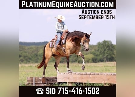 American Paint Horse, Stute, 8 Jahre, Buckskin