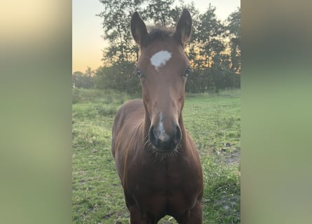 American Paint Horse, Stute, Fohlen (03/2026), 148 cm, Brauner