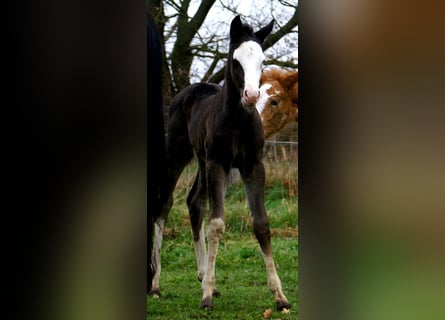 American Paint Horse, Stute, Fohlen (03/2026), 150 cm, Overo-alle-Farben