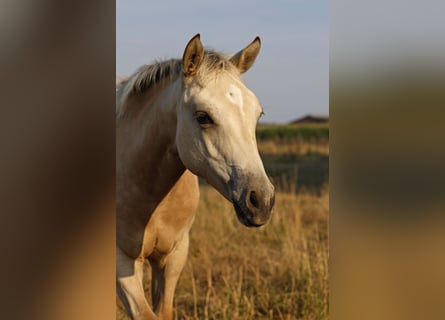 American Paint Horse, Stute, Fohlen (04/2026), 153 cm, Buckskin