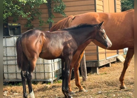 American Paint Horse, Stute, Fohlen (04/2026), 155 cm, Dunkelbrauner
