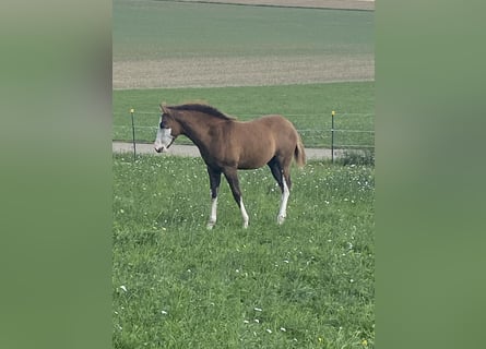 American Paint Horse Mix, Stute, Fohlen (06/2026), 155 cm, Tobiano-alle-Farben