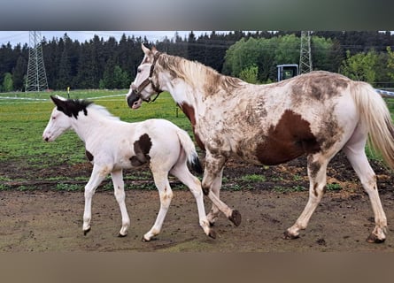 American Paint Horse, Stute, Fohlen (03/2026)