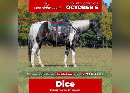 American Paint Horse, Wałach, 10 lat, 155 cm, Srokata