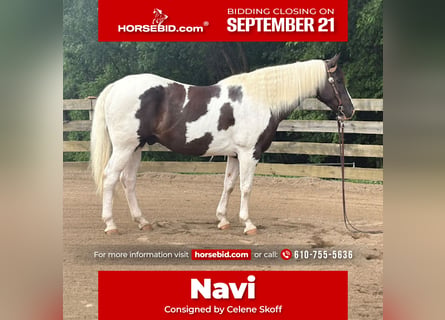 American Paint Horse, Wałach, 10 lat, Srokata