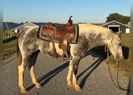 American Paint Horse, Wałach, 11 lat, 142 cm, Siwa