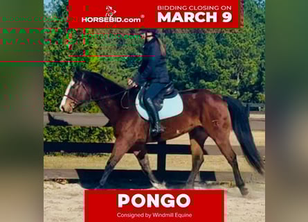 American Paint Horse, Wałach, 11 lat, 157 cm, Gniada