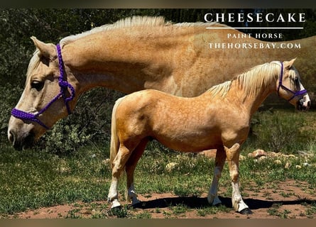 American Paint Horse, Wałach, 12 lat, 152 cm, Izabelowata