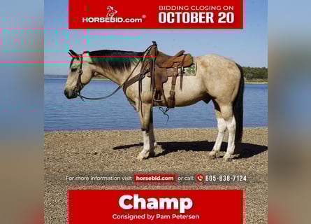 American Paint Horse, Wałach, 12 lat, 155 cm, Srokata