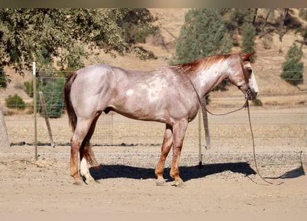 American Paint Horse, Wałach, 12 lat, Overo wszelkich maści
