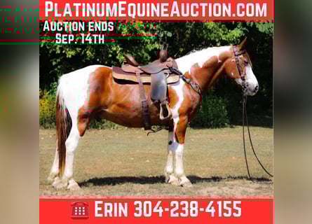 American Paint Horse, Wałach, 14 lat, 150 cm, Tobiano wszelkich maści