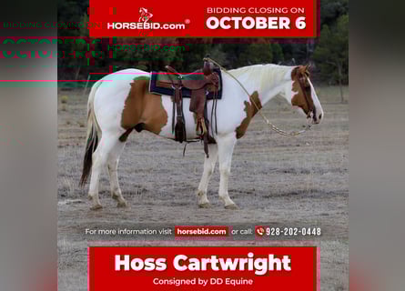 American Paint Horse, Wałach, 14 lat, 160 cm, Tovero wszelkich maści