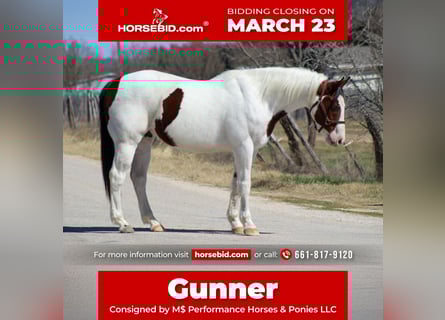 American Paint Horse, Wałach, 15 lat, 152 cm, Srokata