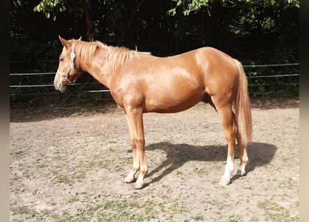 American Paint Horse, Wałach, 1 Rok, 150 cm, Kasztanowata