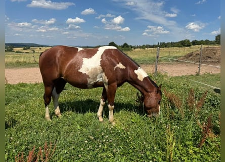 American Paint Horse, Wałach, 2 lat, 150 cm, Srokata