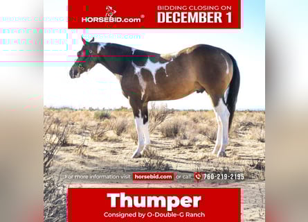 American Paint Horse, Wałach, 2 lat, 152 cm, Jelenia