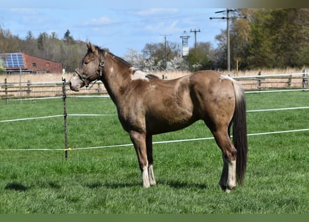 American Paint Horse, Wałach, 2 lat, 160 cm, Szampańska