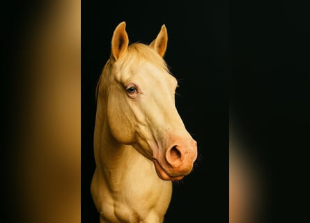 American Paint Horse, Wałach, 3 lat, 147 cm