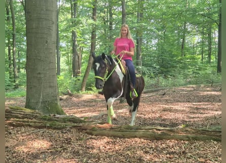 American Paint Horse, Wałach, 3 lat, 155 cm, Srokata