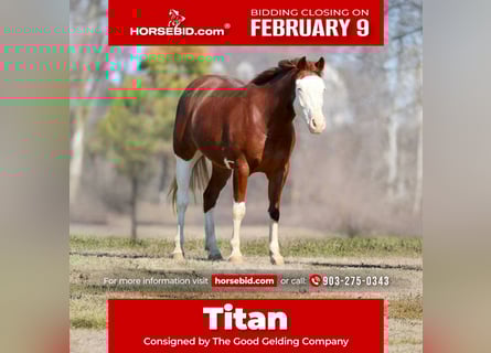 American Paint Horse, Wałach, 4 lat, 150 cm, Cisawa