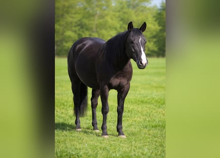 American Paint Horse, Wałach, 5 lat, 149 cm, Kara