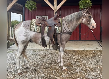 American Paint Horse, Wałach, 5 lat, 155 cm, Sabino
