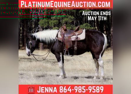 American Paint Horse, Wałach, 6 lat, Tobiano wszelkich maści