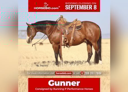 American Paint Horse, Wałach, 7 lat, 150 cm, Gniada