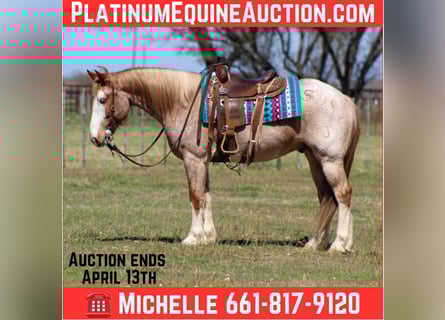 American Paint Horse, Wałach, 7 lat, 152 cm, Kasztanowatodereszowata