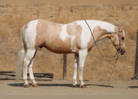 American Paint Horse, Wałach, 8 lat, 152 cm, Izabelowata