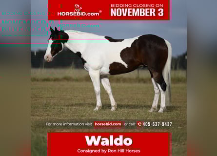 American Paint Horse, Wałach, 8 lat, 157 cm