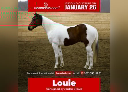 American Paint Horse, Wałach, 8 lat, 160 cm, Srokata