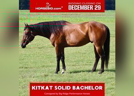 American Paint Horse, Wałach, 8 lat, 170 cm, Gniada