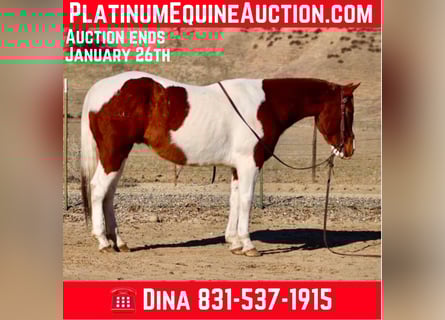 American Paint Horse, Wałach, 8 lat, Ciemnokasztanowata