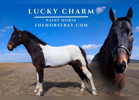 American Paint Horse, Wałach, 9 lat, 155 cm, Gniada