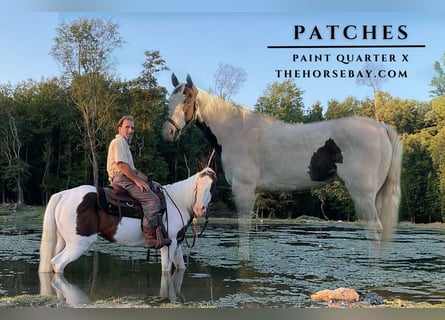 American Paint Horse, Wallach, 10 Jahre, 155 cm, Tobiano-alle-Farben