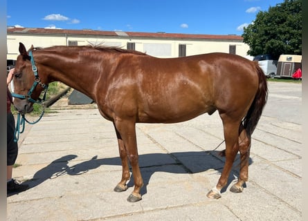 American Paint Horse, Wallach, 10 Jahre, 160 cm, Fuchs
