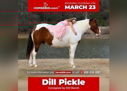 American Paint Horse Mix, Wallach, 10 Jahre, 160 cm, Schecke