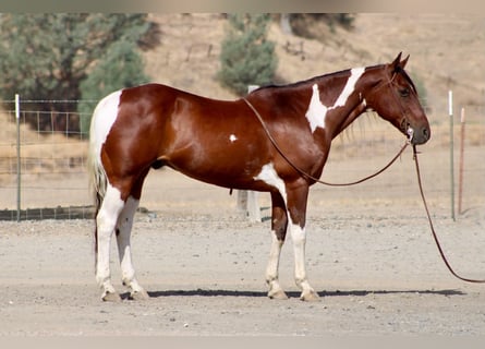 American Paint Horse, Wallach, 10 Jahre, Tobiano-alle-Farben
